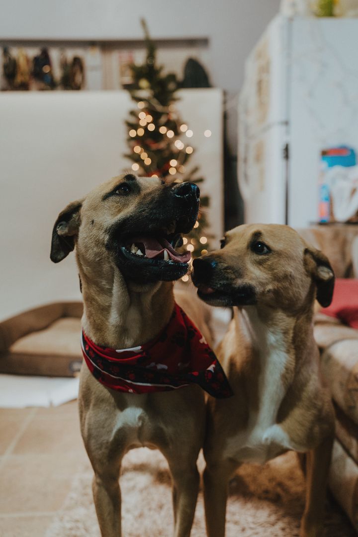 Enlarge Simba, a Adoptable mixed breed in Durango, CO image 5/6