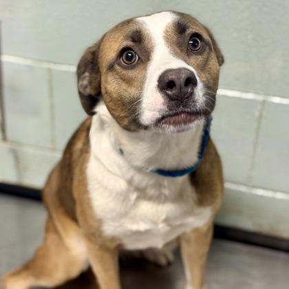 Thelma, adoptable, Young Female Pit Bull Terrier & Australian Shepherd.