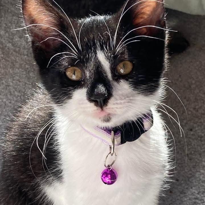 Enlarge Starling, a Adoptable Tuxedo in Kentwood, MI image 4/4