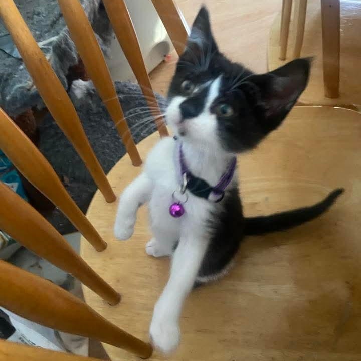 Enlarge Starling, a Adoptable Tuxedo in Kentwood, MI image 2/4