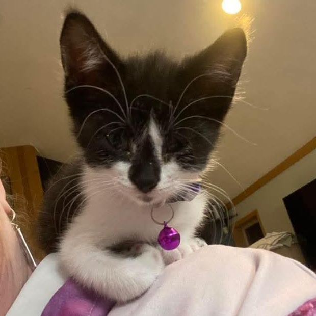 Enlarge Starling, a Adoptable Tuxedo in Kentwood, MI image 3/4