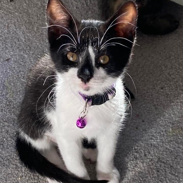 Starling, Adoptable, Kitten Female Tuxedo.