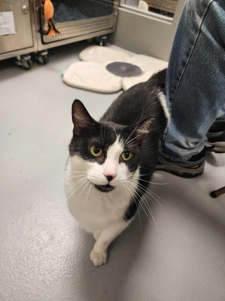 Pepe, Adoptable, Adult Male Domestic Short Hair.