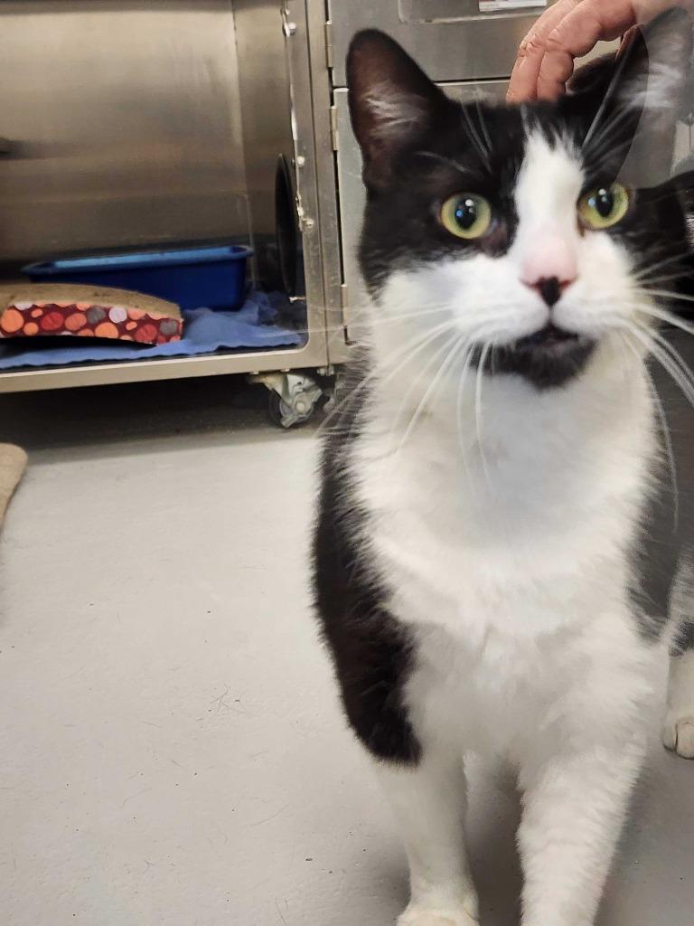 Enlarge Pepe, a Adoptable mixed breed in New Kensington, PA image 3/6