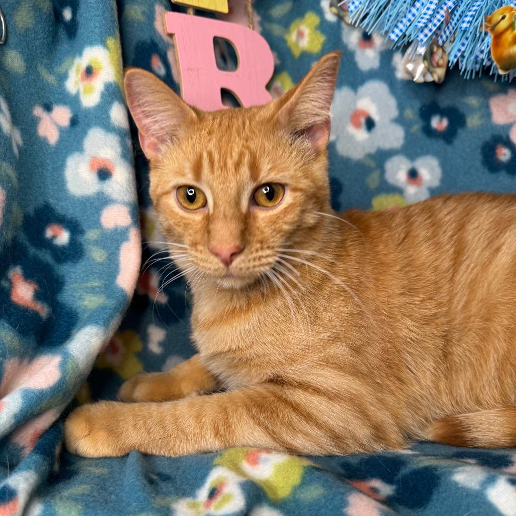 Enlarge Pumbaa, a Adoptable mixed breed in Mount Vernon, IL image 2/6