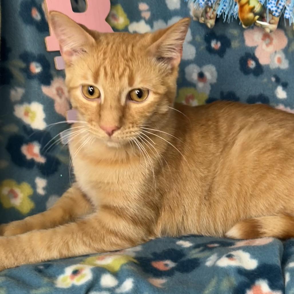 Enlarge Pumbaa, a Adoptable mixed breed in Mount Vernon, IL image 3/6