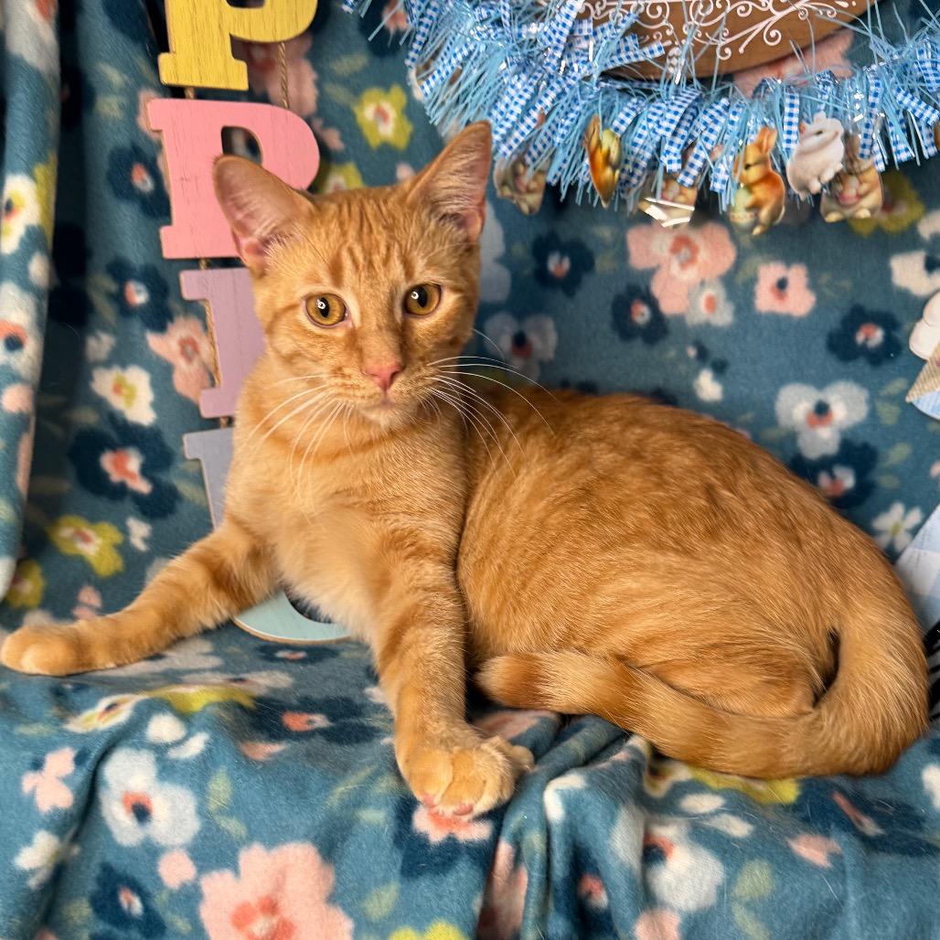 Enlarge Pumbaa, a Adoptable mixed breed in Mount Vernon, IL image 4/6