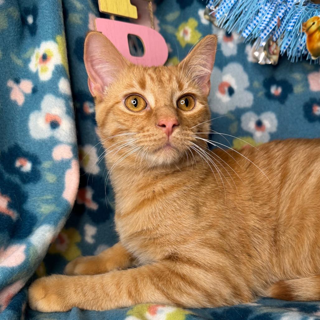 Enlarge Pumbaa, a Adoptable mixed breed in Mount Vernon, IL image 5/6