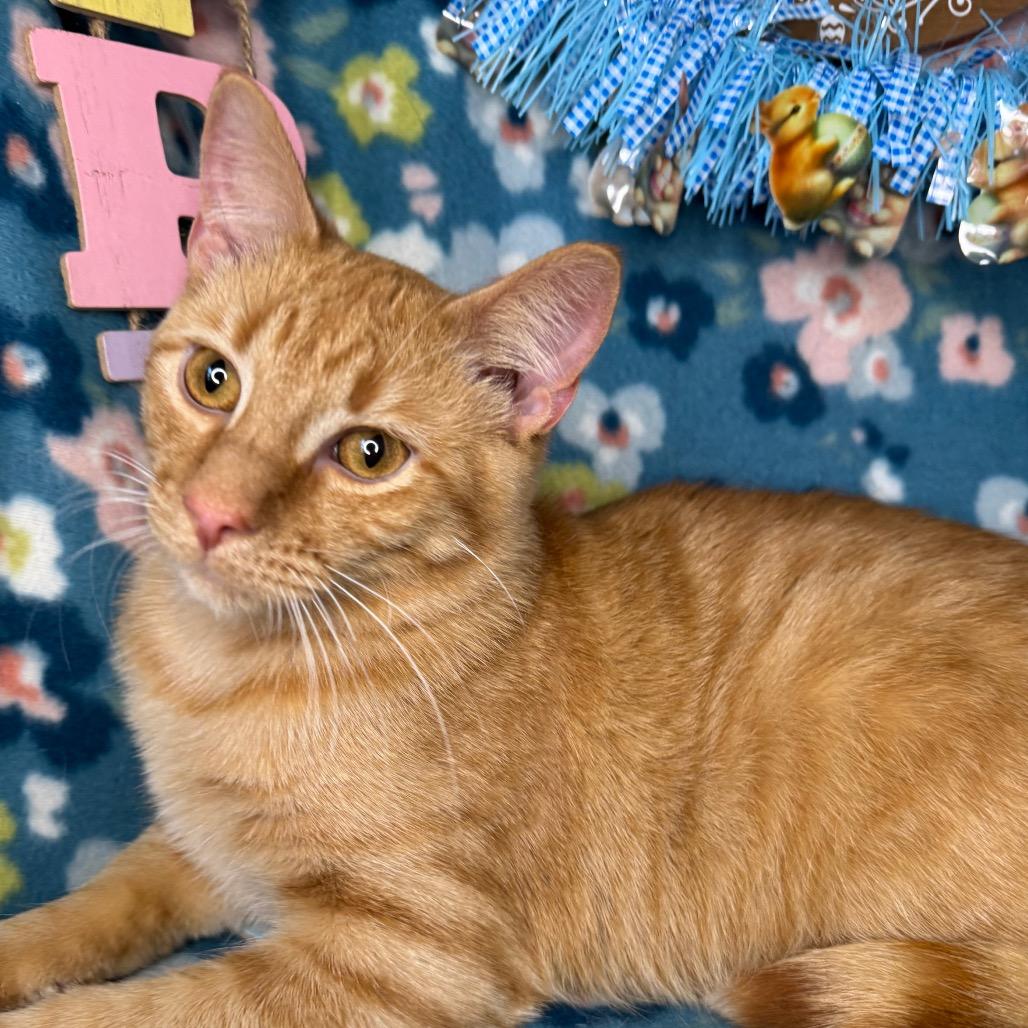 Enlarge Pumbaa, a Adoptable mixed breed in Mount Vernon, IL image 6/6