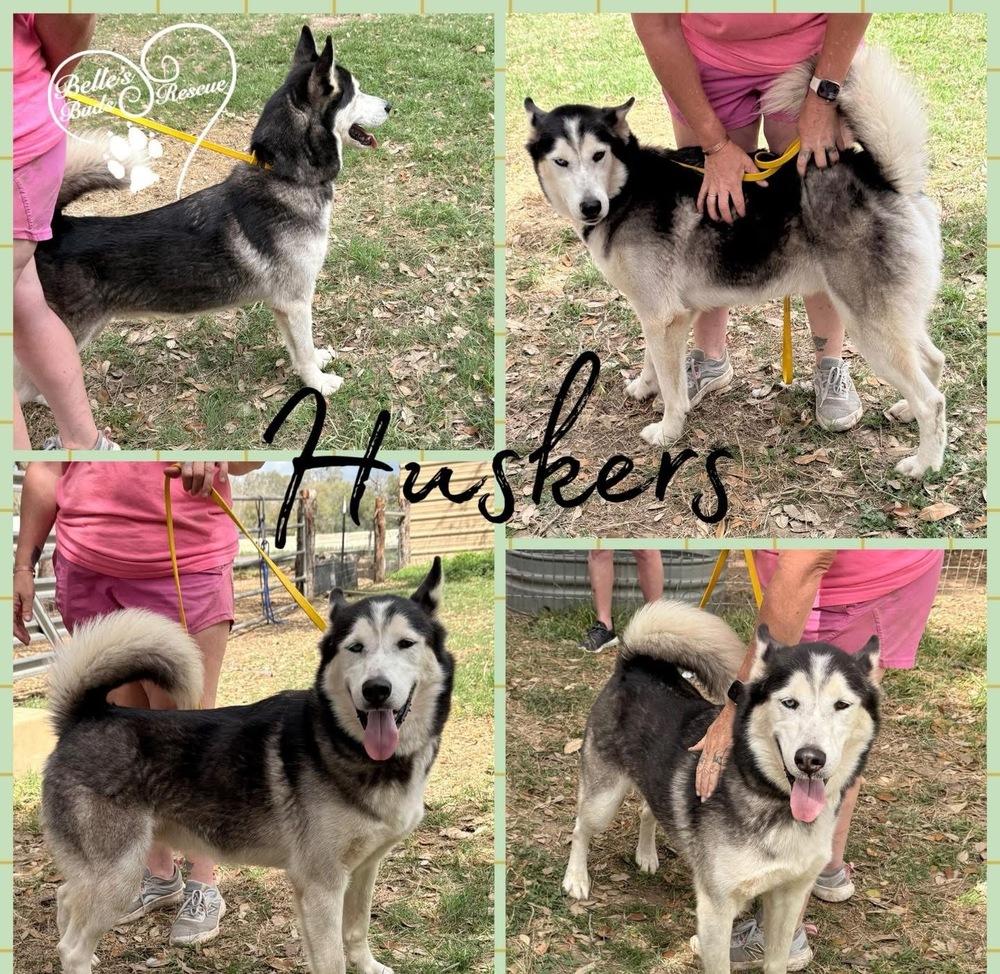 Enlarge "Huskers" Nanook, a Adoptable mixed breed in Brookshire, TX image 1/6