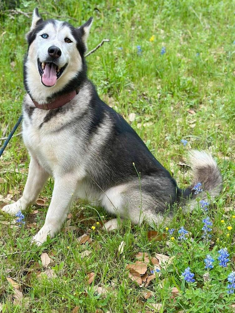 Enlarge "Huskers" Nanook, a Adoptable mixed breed in Brookshire, TX image 2/6