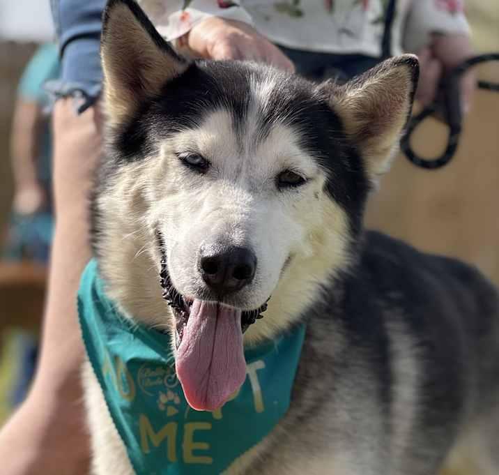Enlarge "Huskers" Nanook, a Adoptable mixed breed in Brookshire, TX image 5/5