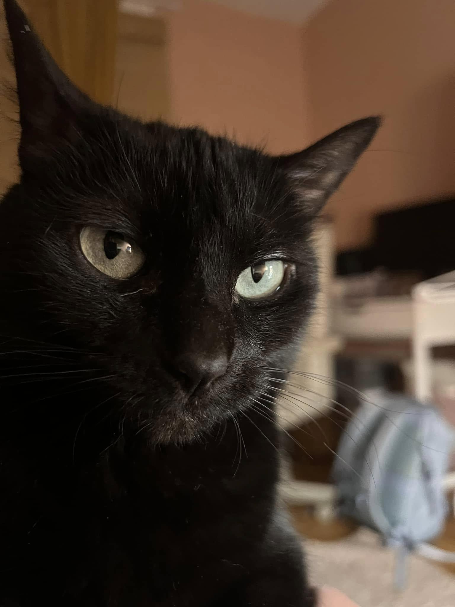 Enlarge Sadie, a Adopted Domestic Short Hair in Montreal, QC image 5/6