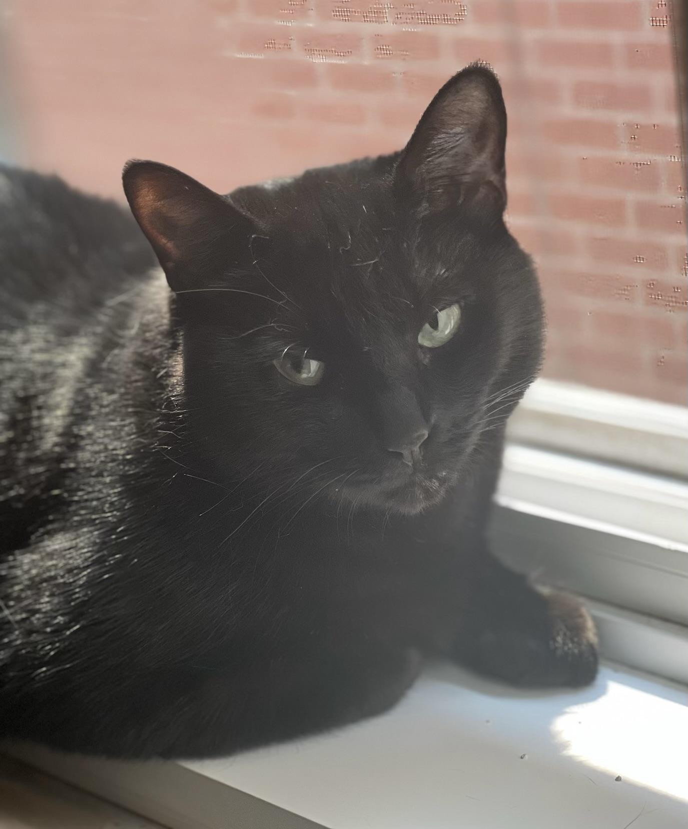 Sadie, Adopted, Young Female Domestic Short Hair.