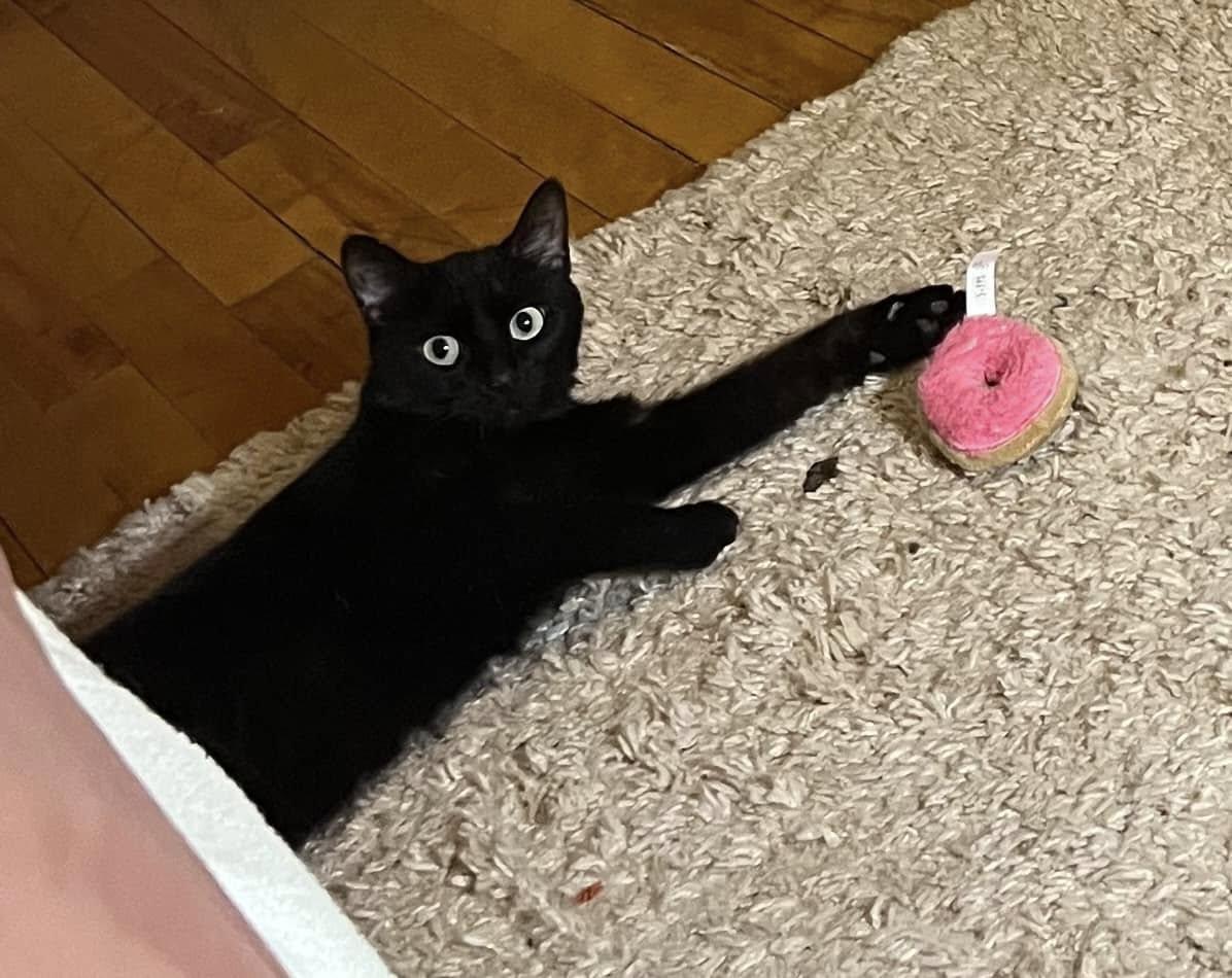 Enlarge Sadie, a Adopted Domestic Short Hair in Montreal, QC image 6/6