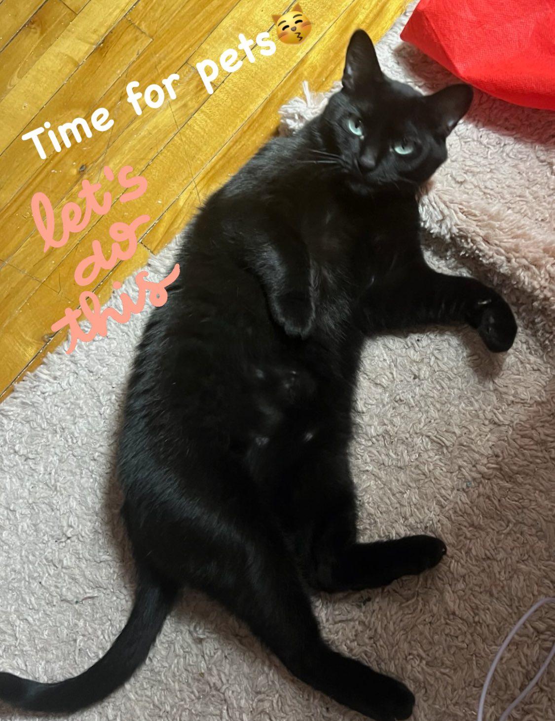 Enlarge Sadie, a Adopted Domestic Short Hair in Montreal, QC image 4/6