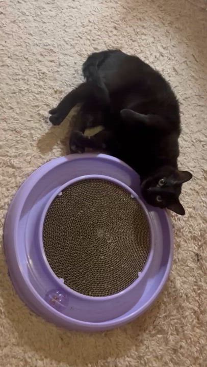 Enlarge Sadie, a Adopted Domestic Short Hair in Montreal, QC video 2/6