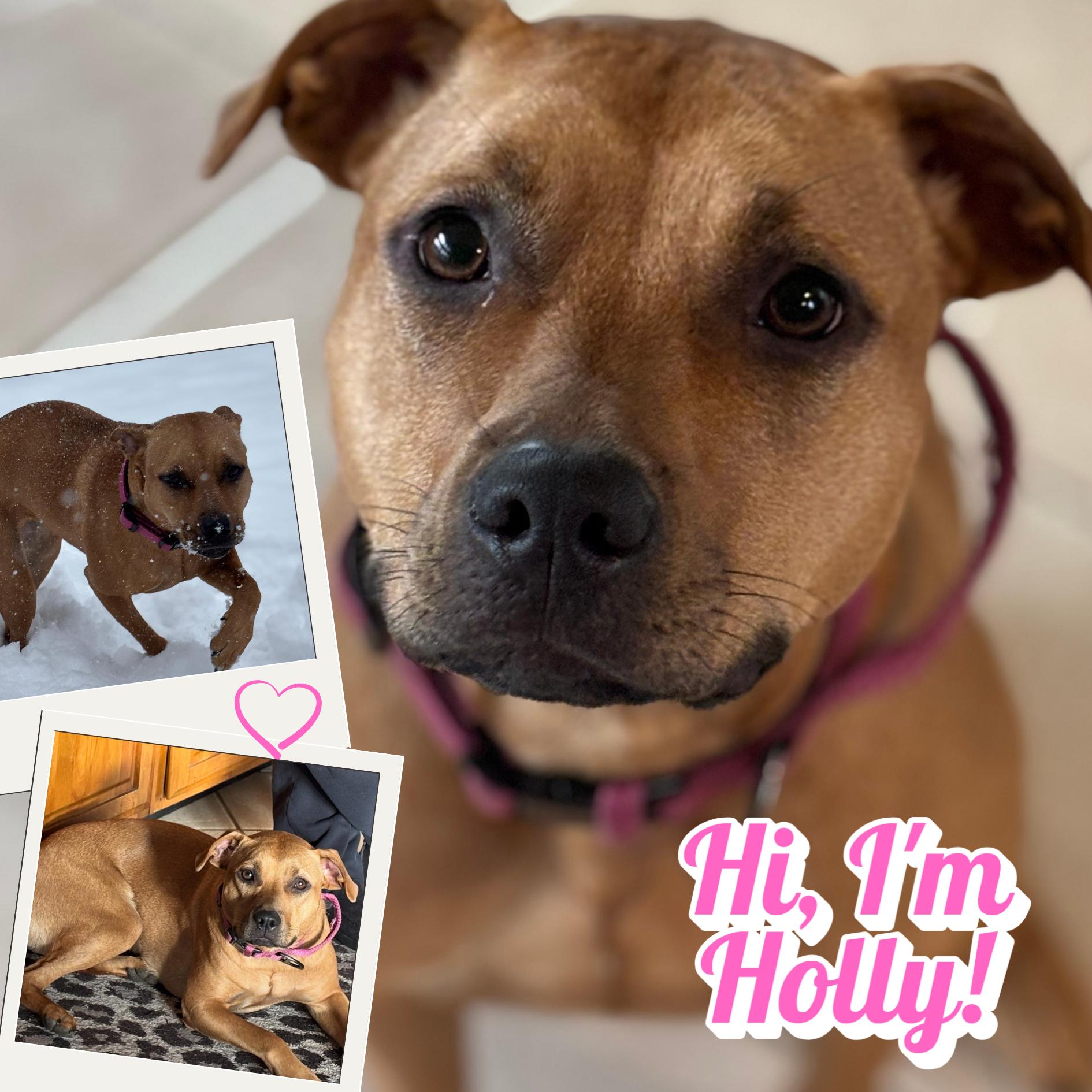 Enlarge Holly, a ADOPTABLE American Staffordshire Terrier in South Elgin, IL image 1/1