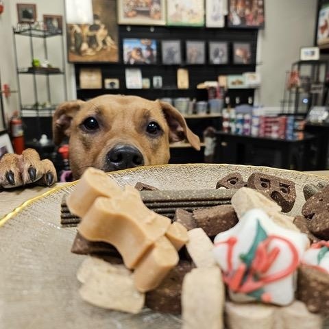 Enlarge Holly, a ADOPTABLE American Staffordshire Terrier in South Elgin, IL image 2/5