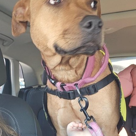 Enlarge Holly, a ADOPTABLE American Staffordshire Terrier in South Elgin, IL image 3/5