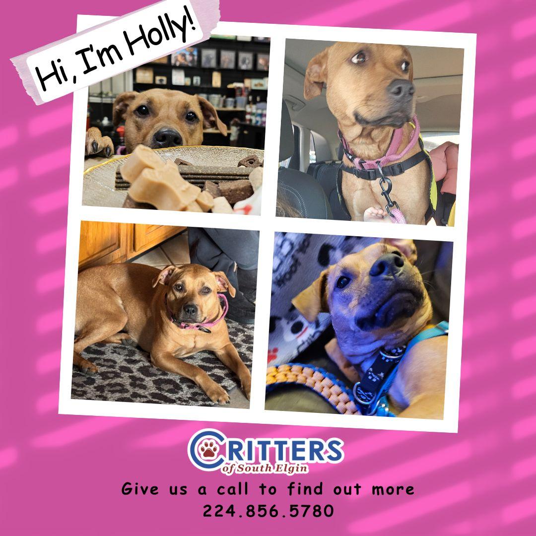 Enlarge Holly, a ADOPTABLE American Staffordshire Terrier in South Elgin, IL image 1/5