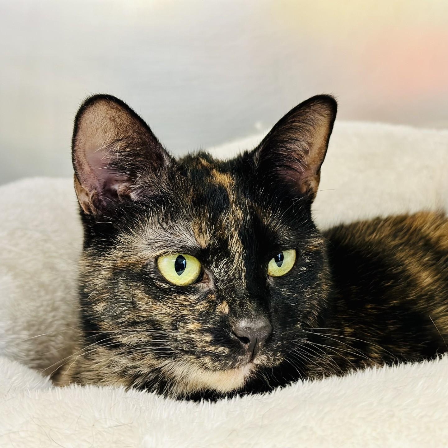 Holly, a Adoptable Domestic Short Hair in Jackson, NJ image 1/2