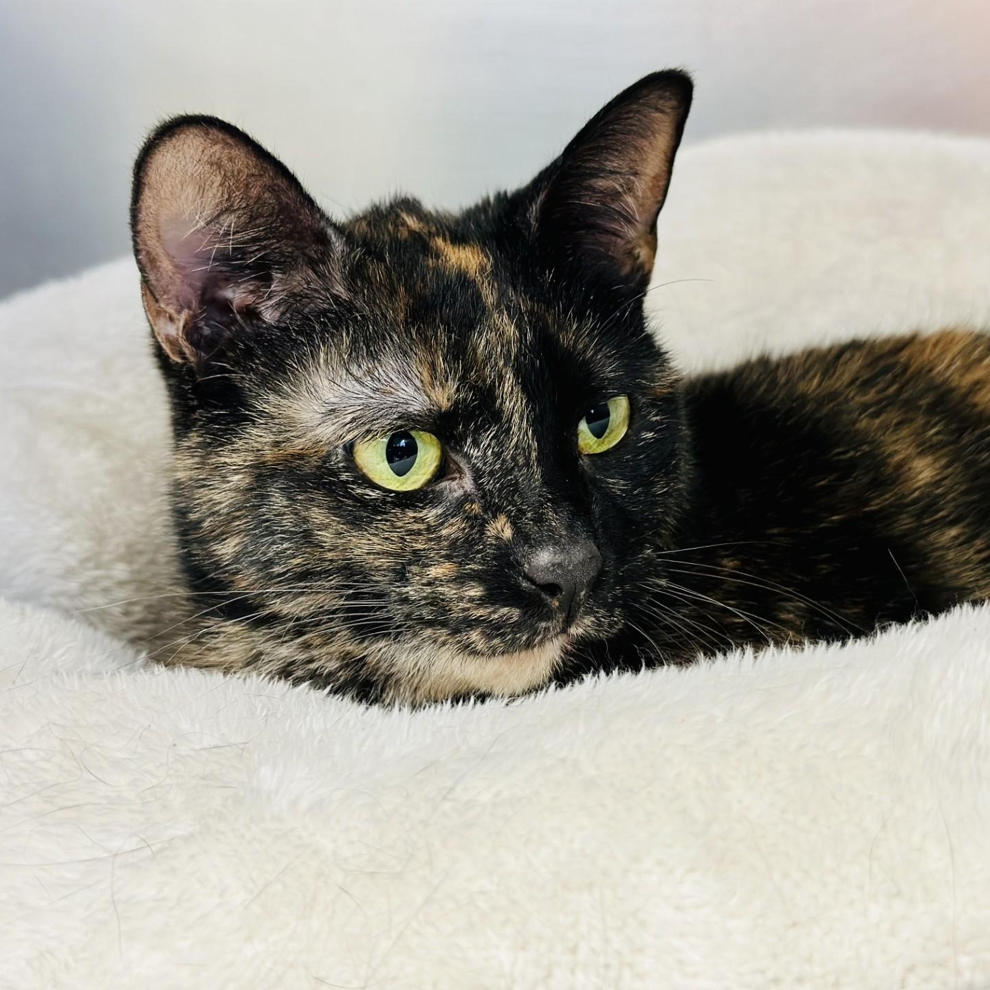 Holly, a Adoptable Domestic Short Hair in Jackson, NJ image 2/2