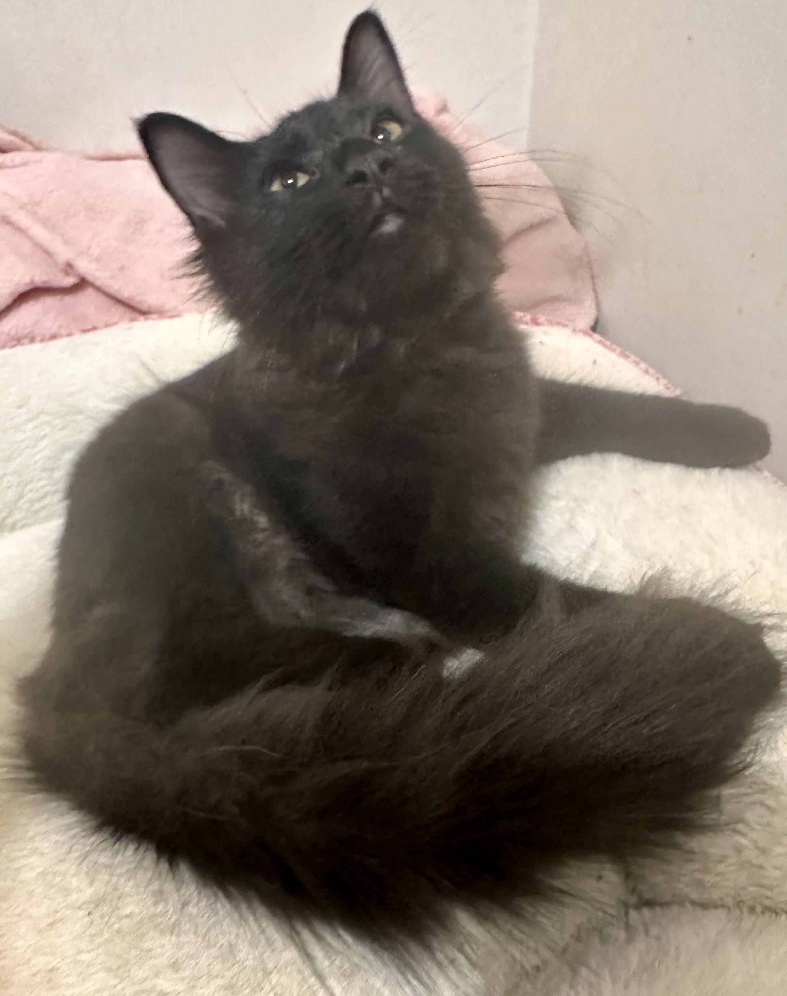 Enlarge Sebastian, a Adoptable Domestic Medium Hair in Fayetteville, NC image 3/6