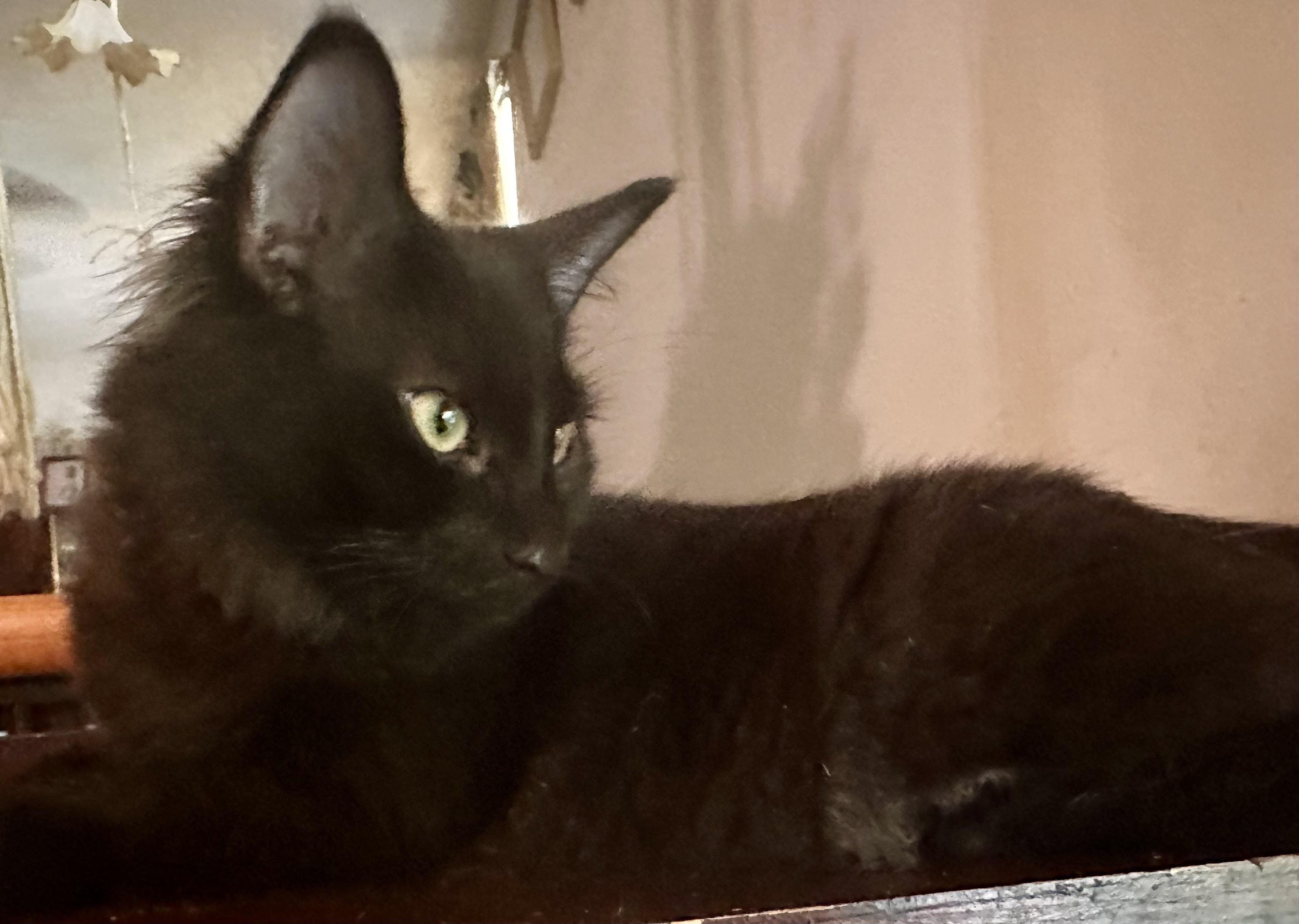 Enlarge Sebastian, a Adoptable Domestic Medium Hair in Fayetteville, NC image 6/6