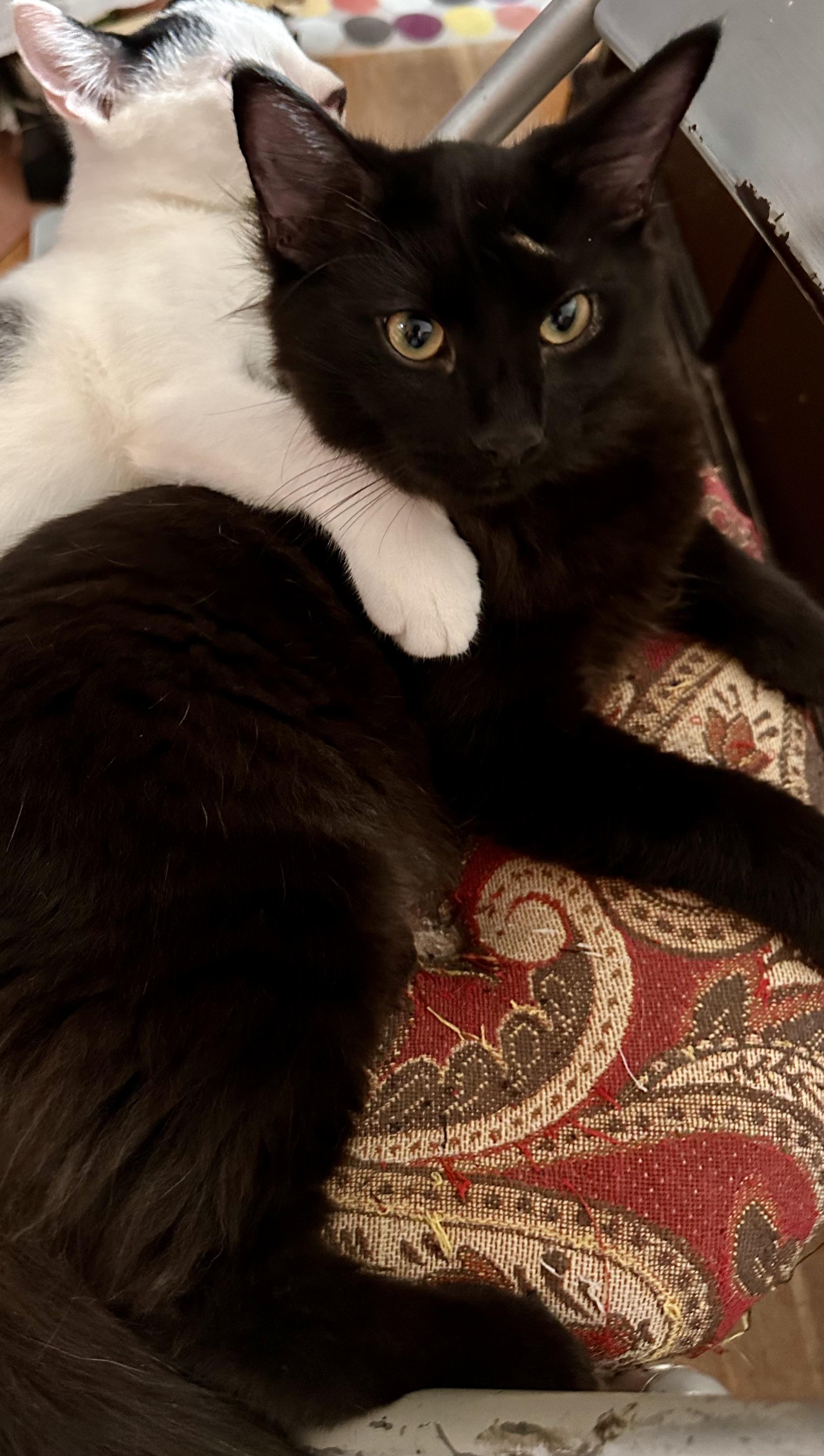 Enlarge Sebastian, a Adoptable Domestic Medium Hair in Fayetteville, NC image 5/6