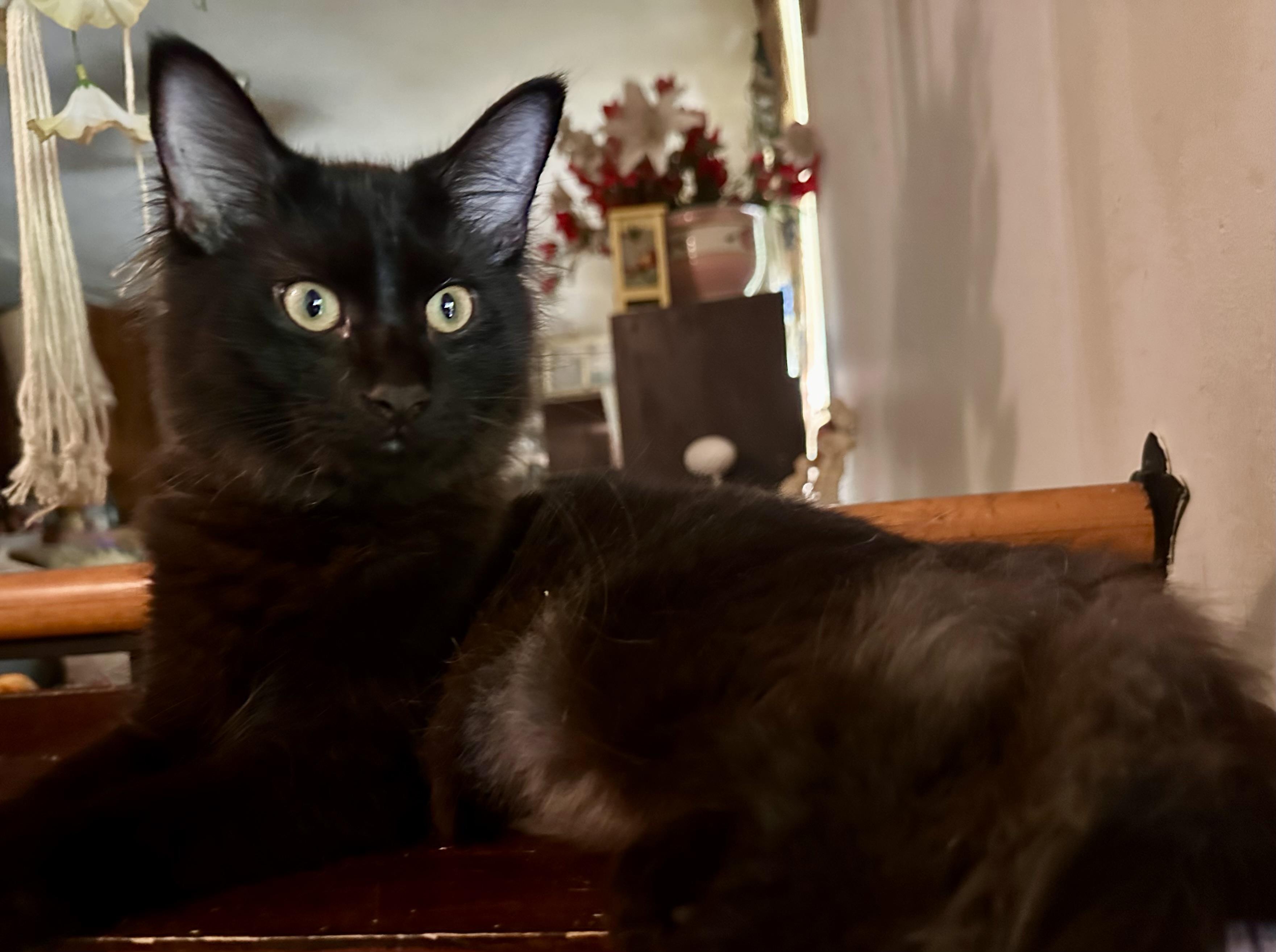 Enlarge Sebastian, a Adoptable Domestic Medium Hair in Fayetteville, NC image 2/6