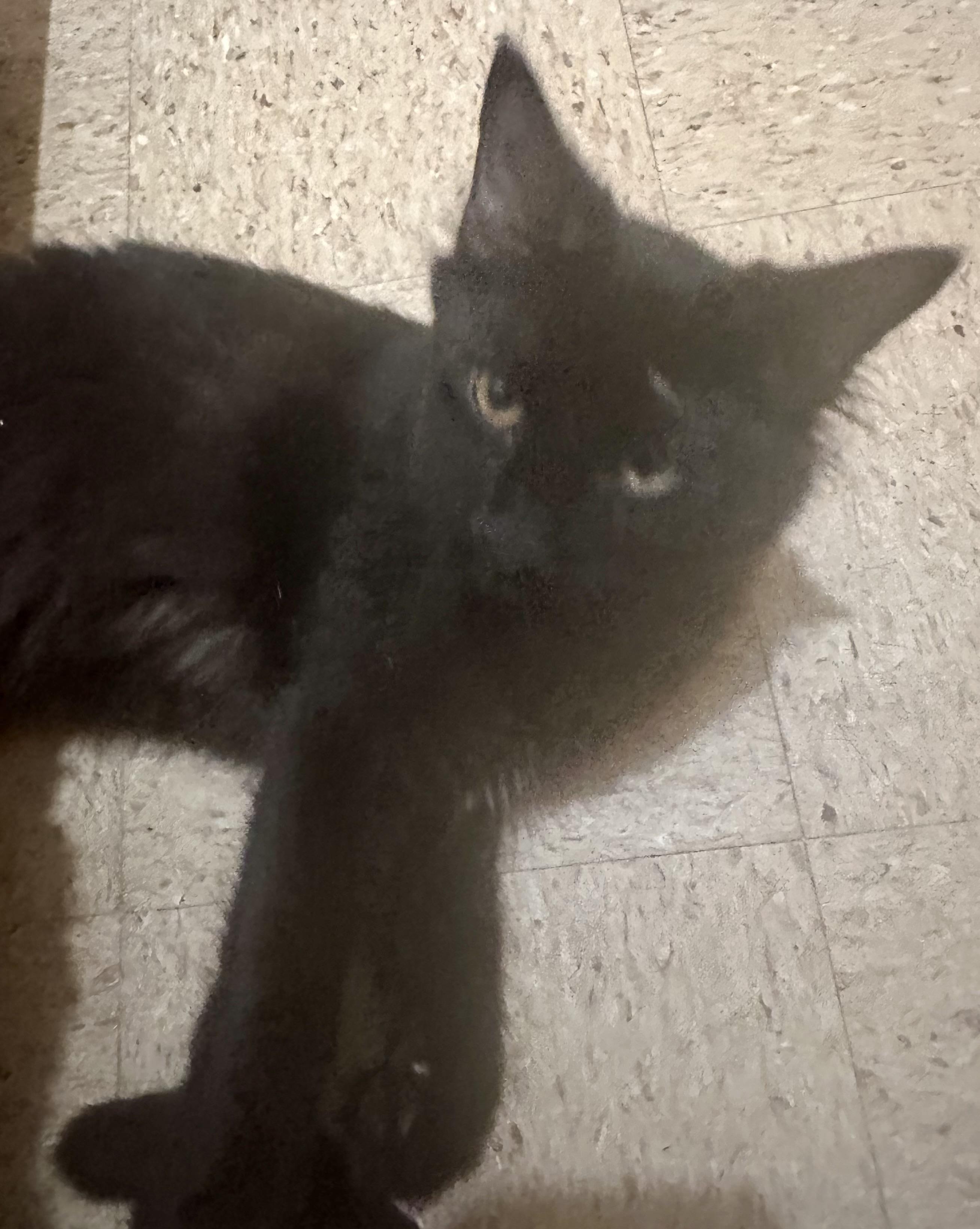 Enlarge Sebastian, a Adoptable Domestic Medium Hair in Fayetteville, NC image 4/6