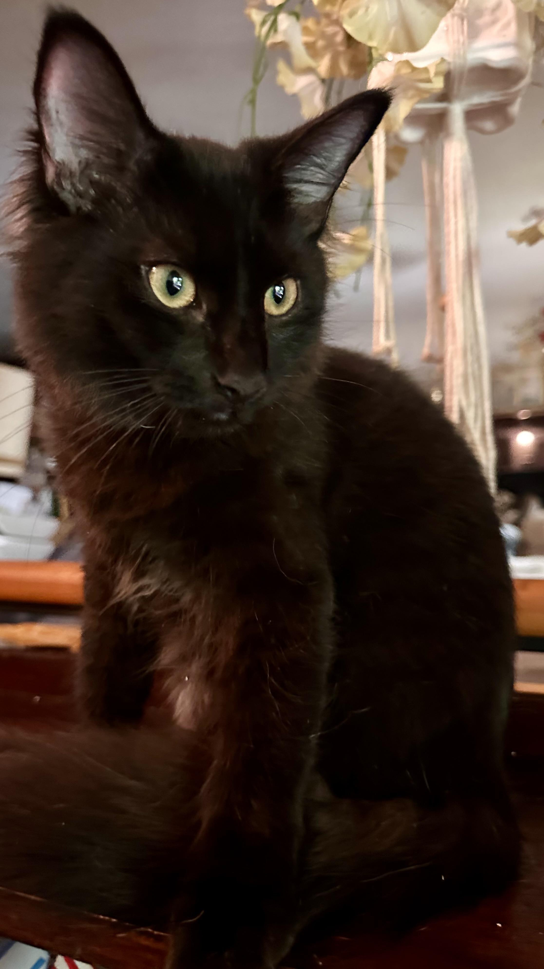 Sebastian, Adoptable, Young Male Domestic Medium Hair.