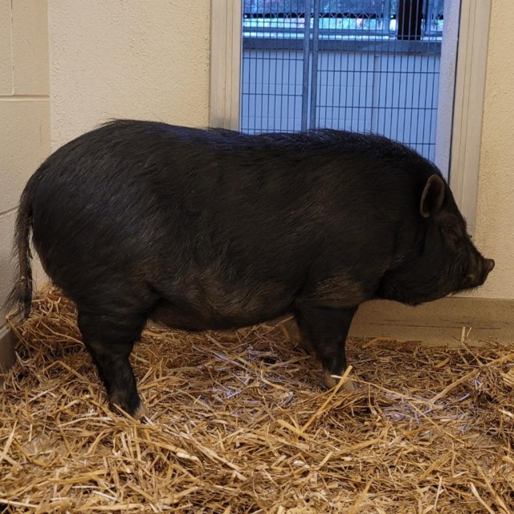 Bristles, Adoptable, Adult Male Vietnamese Pot Bellied.