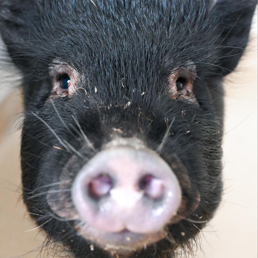 Enlarge Bristles, a Adoptable Vietnamese Pot Bellied in Asheville, NC image 2/4
