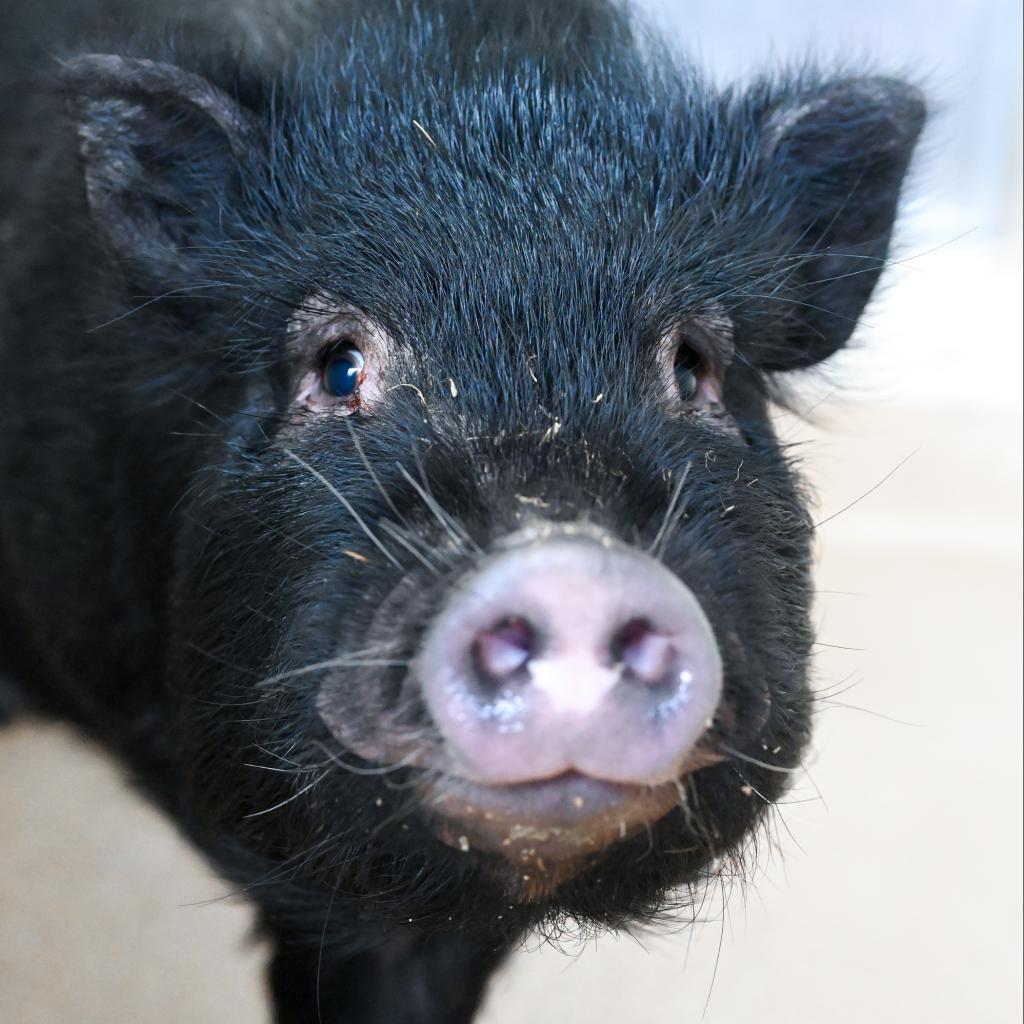 Enlarge Bristles, a Adoptable Vietnamese Pot Bellied in Asheville, NC image 3/4