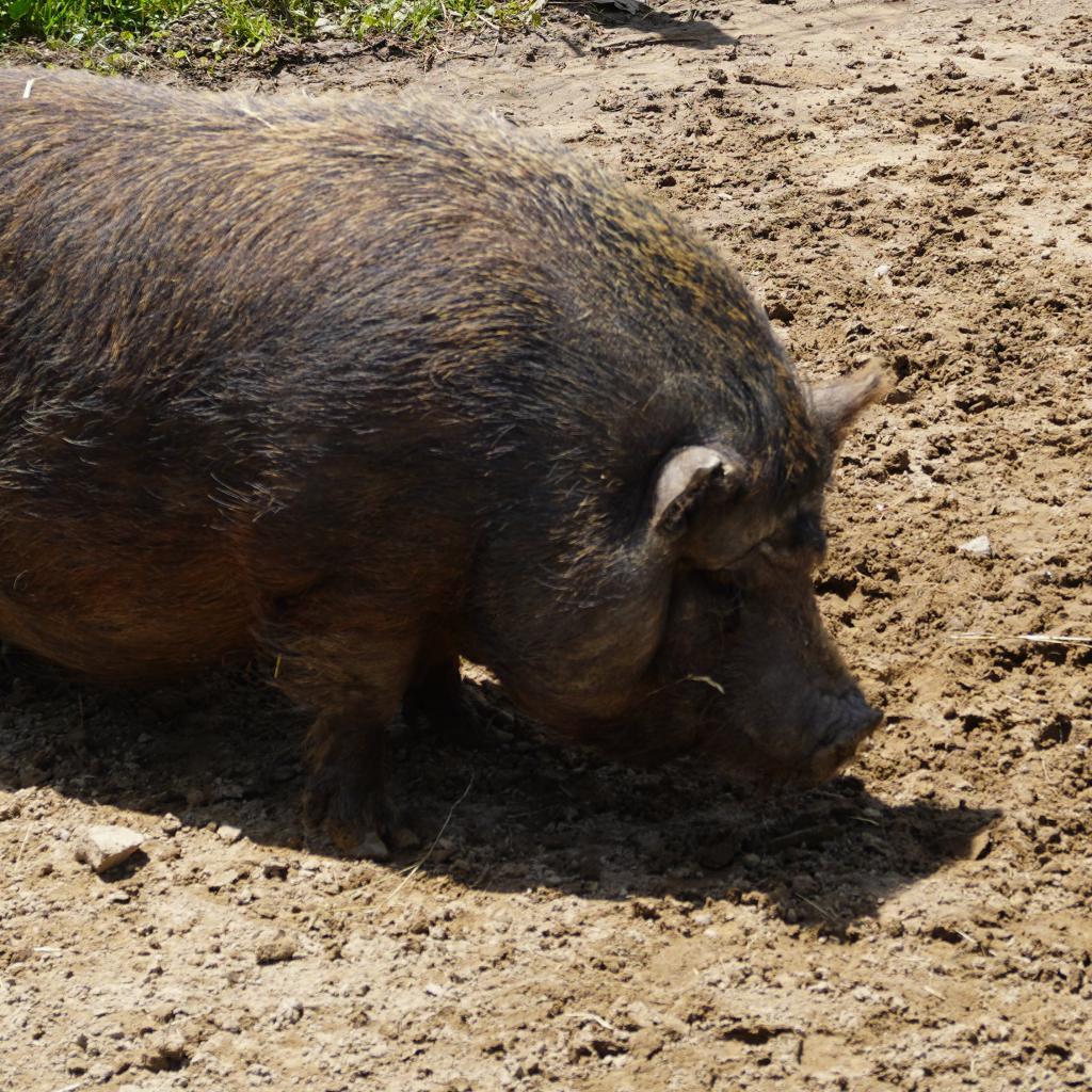 Enlarge Bristles, a Adoptable Vietnamese Pot Bellied in Asheville, NC image 4/4
