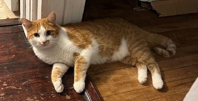 Enlarge Mombo, a ADOPTABLE Domestic Short Hair in Roseville, MN image 2/4