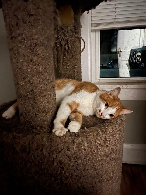 Mombo, ADOPTABLE, Adult Male Domestic Short Hair.