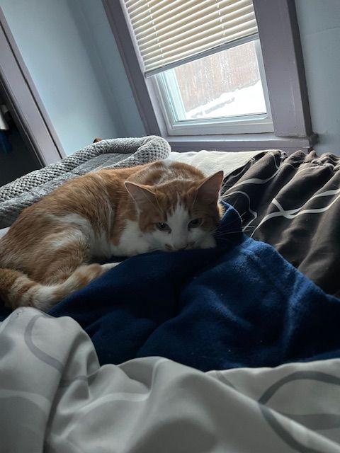 Enlarge Mombo, a ADOPTABLE Domestic Short Hair in Roseville, MN image 3/4