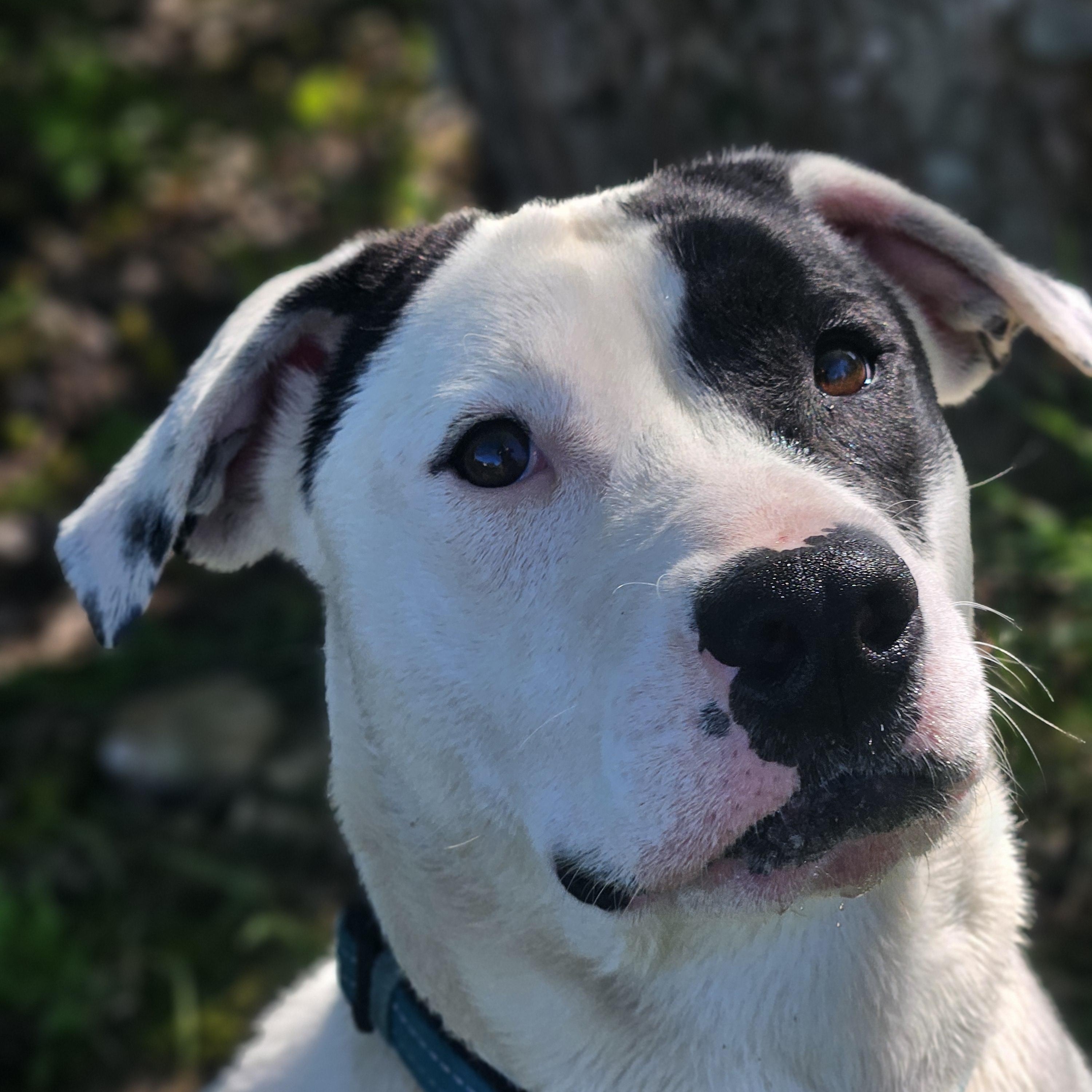 Enlarge Poppy, a ADOPTABLE mixed breed in Ramsey, IN image 4/6