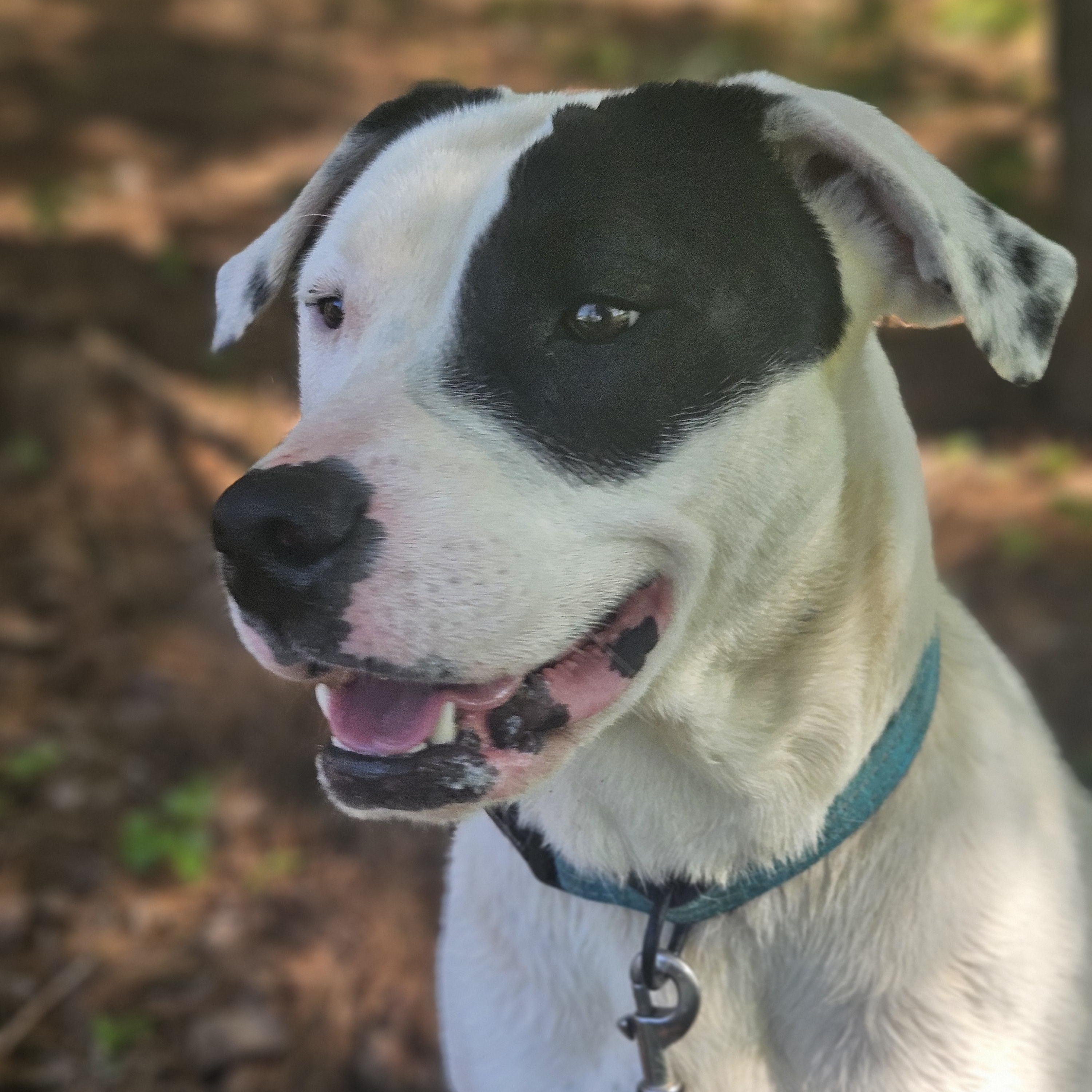 Poppy, ADOPTABLE, Young Female American Staffordshire Terrier.