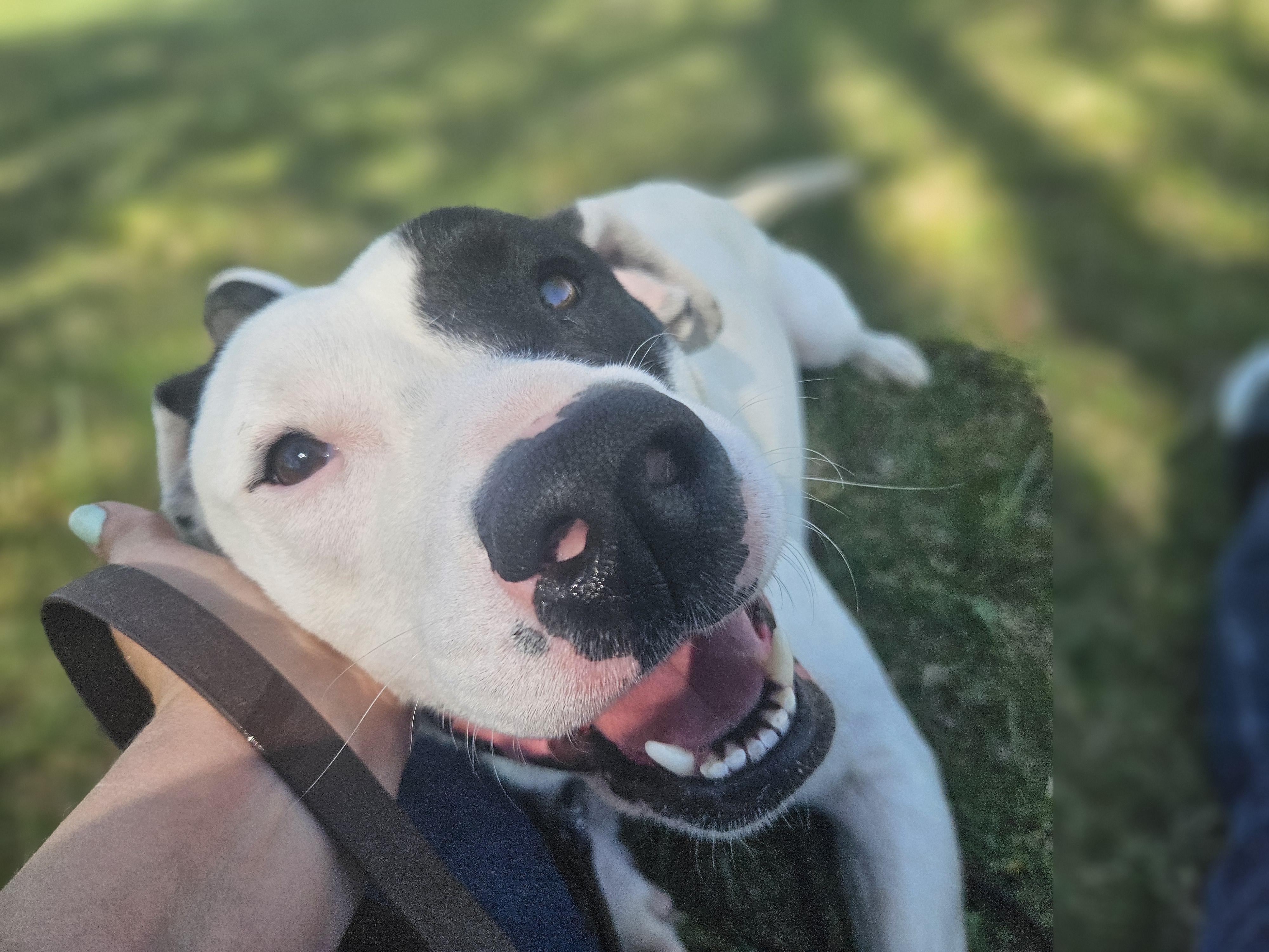 Enlarge Poppy, a ADOPTABLE mixed breed in Ramsey, IN image 3/6