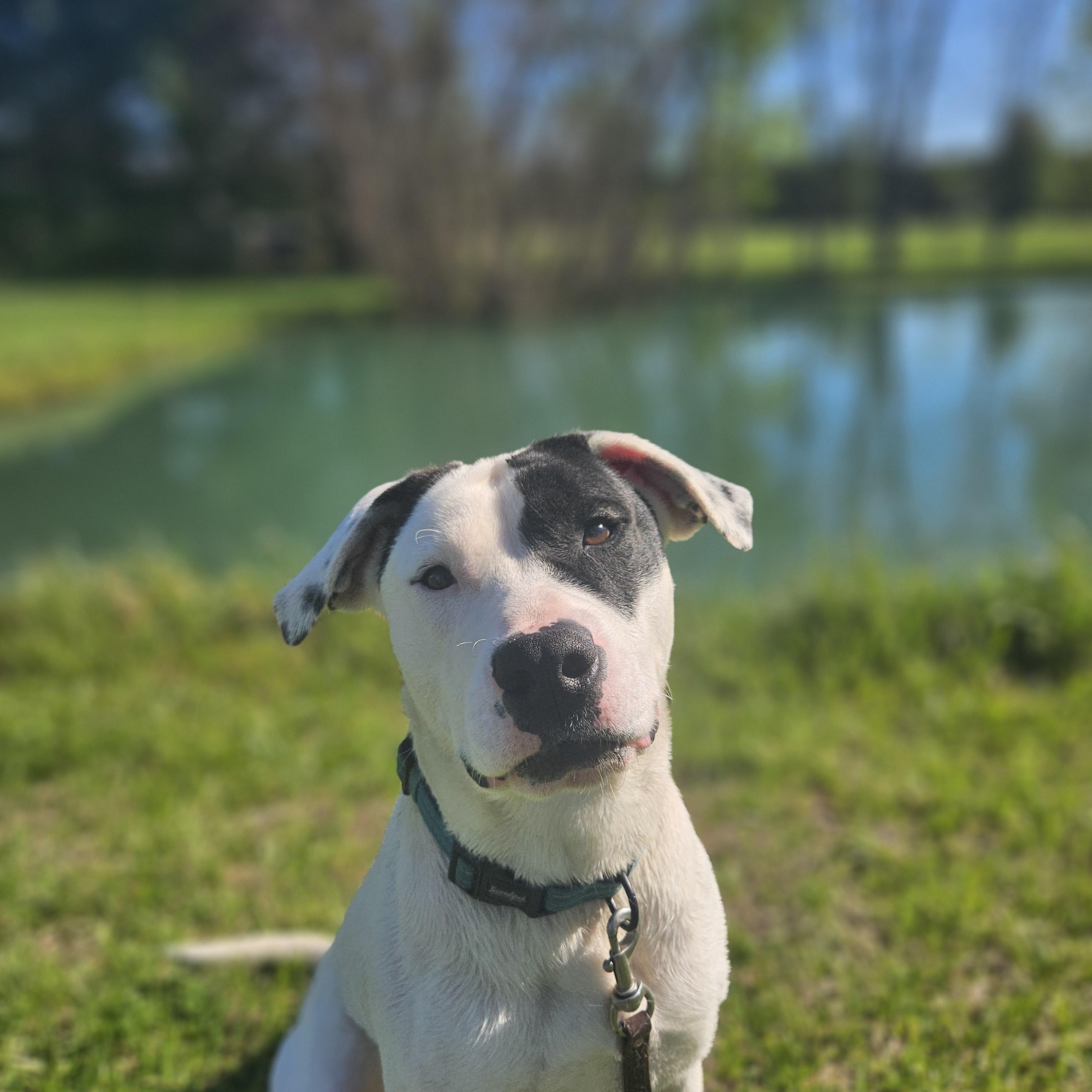 Enlarge Poppy, a ADOPTABLE mixed breed in Ramsey, IN image 5/6