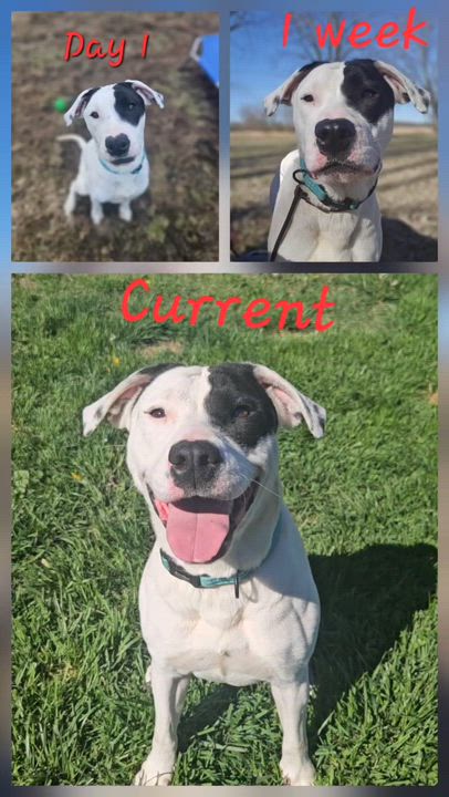 Enlarge Poppy, a ADOPTABLE mixed breed in Ramsey, IN video 2/6