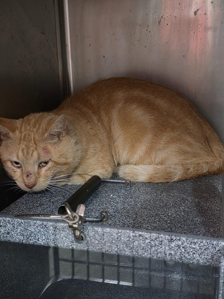 Brutus Hayward, Adoptable, Adult Male American Shorthair.