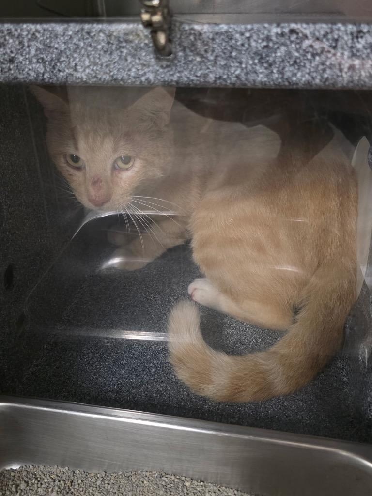 Enlarge Brutus Hayward, a Adoptable American Shorthair in Rockport, TX image 2/2