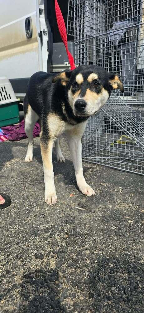 Enlarge Teine, a Adoptable mixed breed in Calgary, AB image 1/1