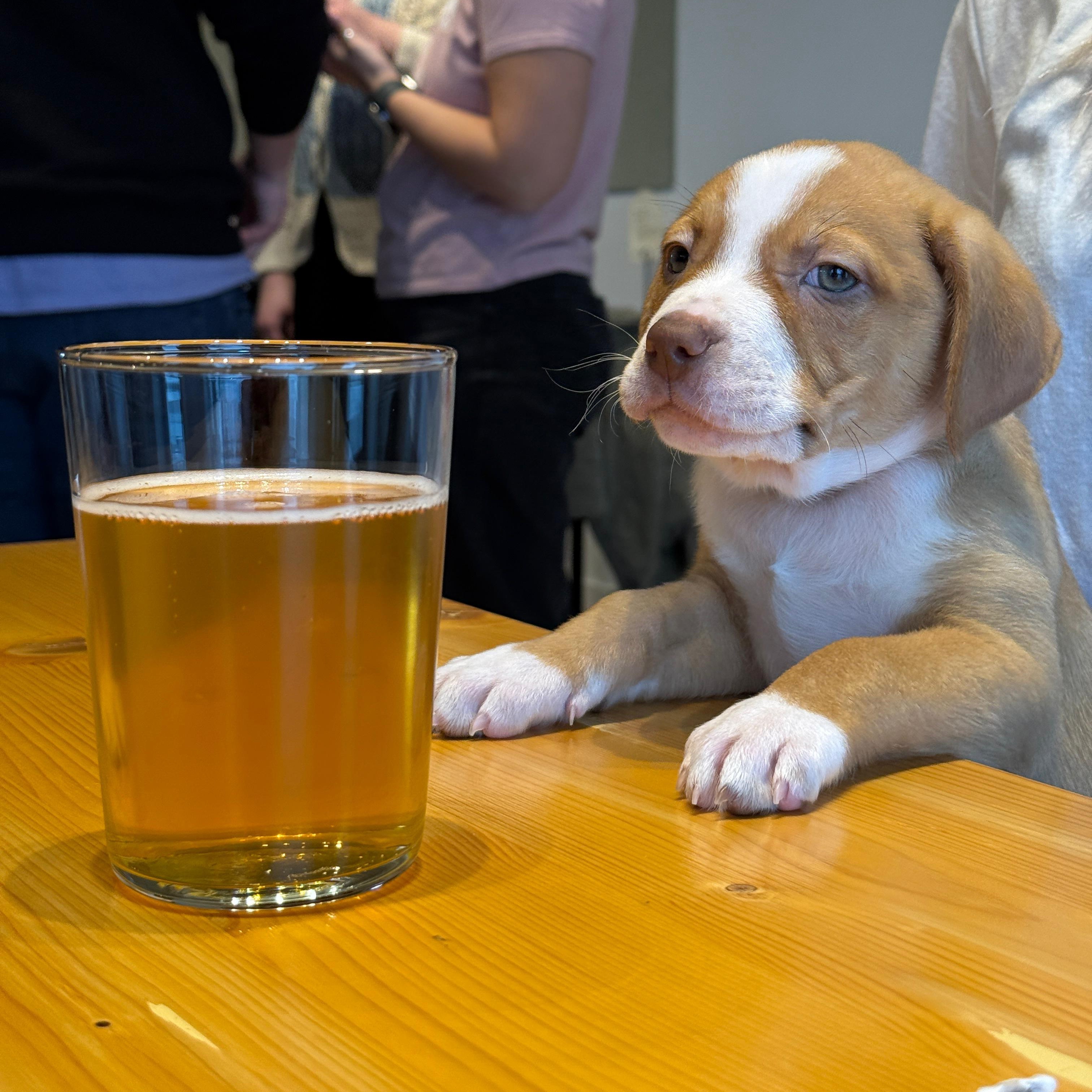 Ace (Frehley KISS - Rock Music Legends), Adoptable, Puppy Male Mastiff & Pit Bull Terrier.