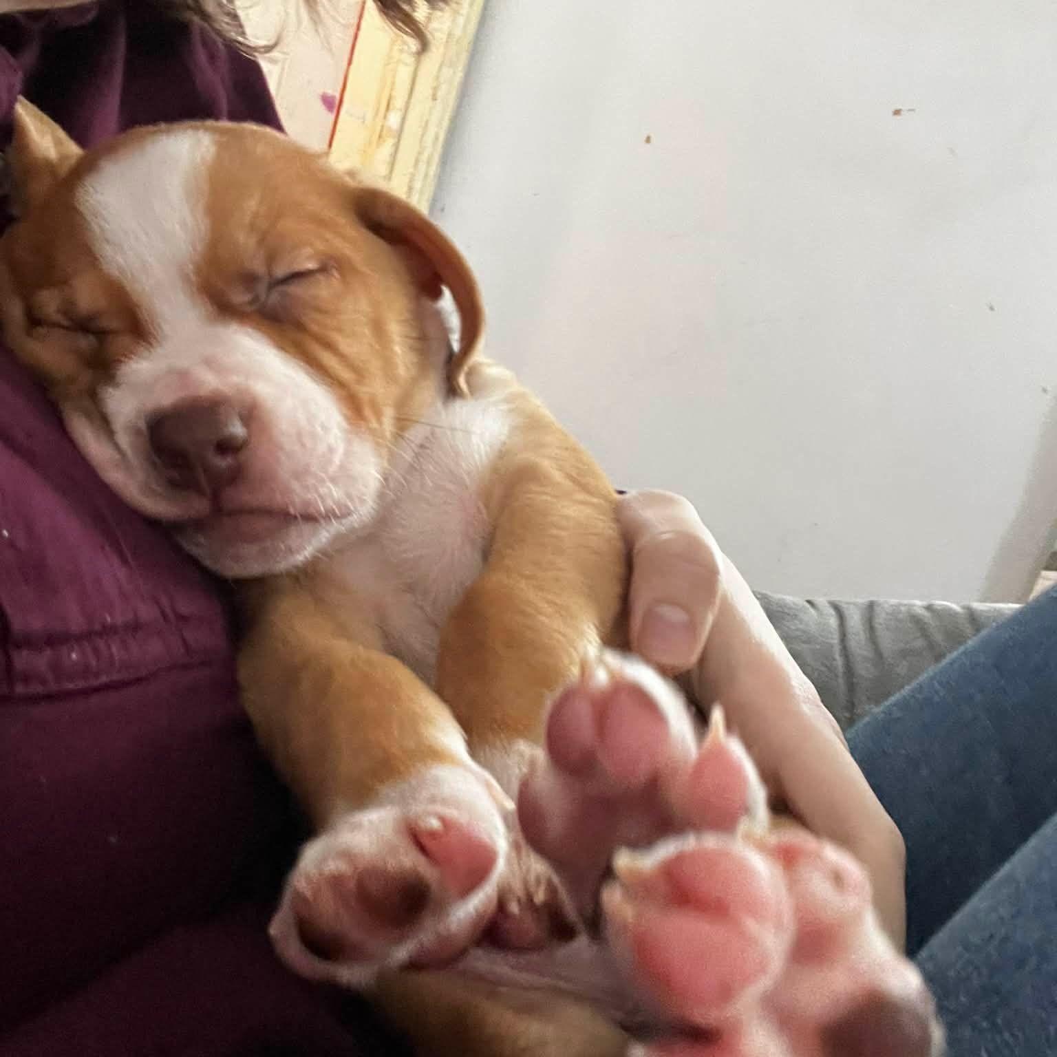 Enlarge Ace (Frehley KISS - Rock Music Legends), a Adoptable mixed breed in Midland, MI image 4/6